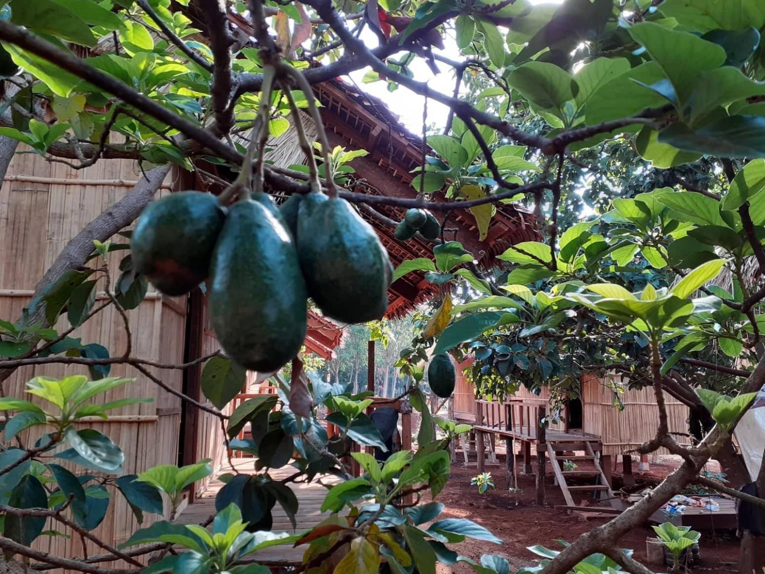 Tribal Village Homestay & Trekking Banlung Exterior foto